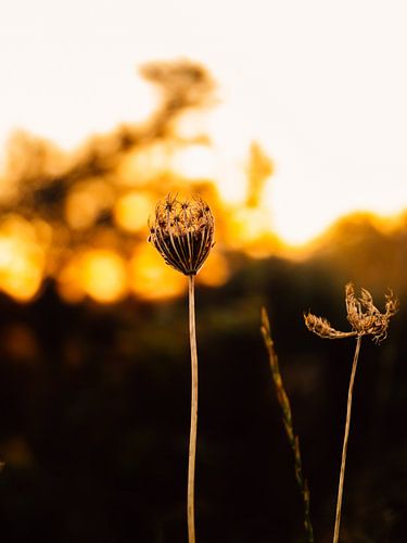 Vergoldet von Bart-Jan Verhoef Photography