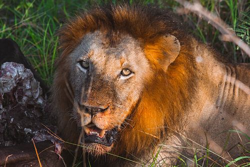 Le roi des lions et sa proie