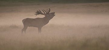 Cerf rouge dans la brume du matin