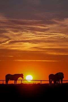 Poneys avec coucher de soleil sur Caroline van der Vecht