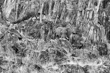 Rock Elephant by Angelika Stern