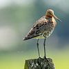 Grutto op een paaltje van Gianni Argese