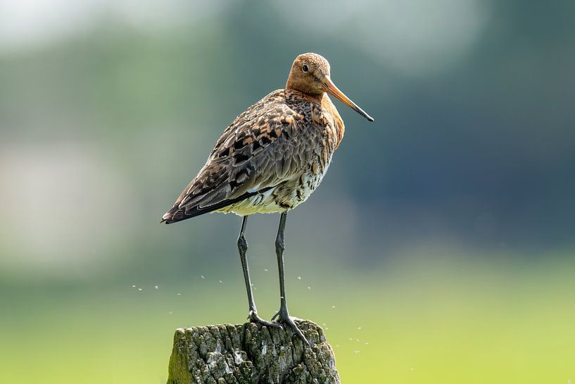 Black-tailed godwit on a pole by Gianni Argese