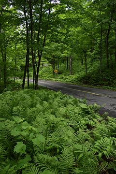 A country forest in summer by Claude Laprise