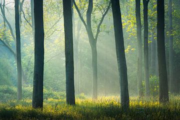Trees with sunharps | Symmetrical landscape photo | Overijssel by Marijn Alons