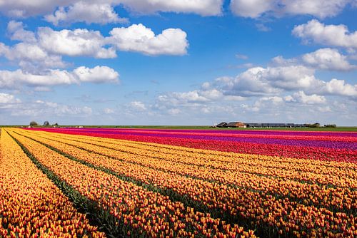 Bloeiende tulpenvelden in het Groninger land