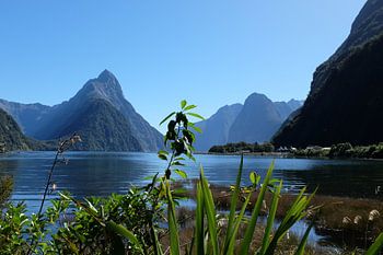 Milford Sound in Nieuw-Zeeland (Te Anau - Queenstown)
