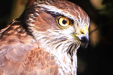 goshawk (Accipiter gentilis). by Marcus de Man