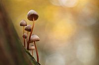 Paddenstoelen