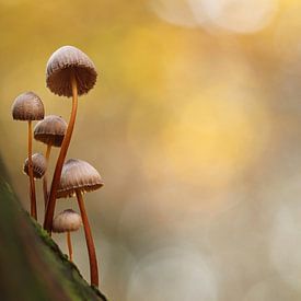 Mushrooms by Mireille Breen