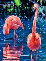 Flamingo's in een rustige lagune