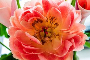 Roze Pioenroos (Paeonia) Close-up van Lieuwe J. Zander