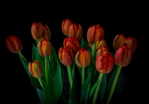Tulpen