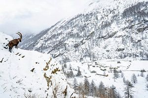 Capricorn überblickt das Dorf