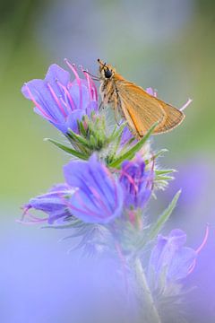 Butterfly, Essex Skipper ( Thymelicus lineola ) resting on colorful violett flowering Viper's Buglos