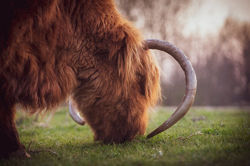 Grasen wie ein Highlander