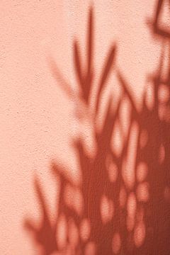 Schatten von Olivenblättern auf einer korallenroten Wand von Henrike Schenk