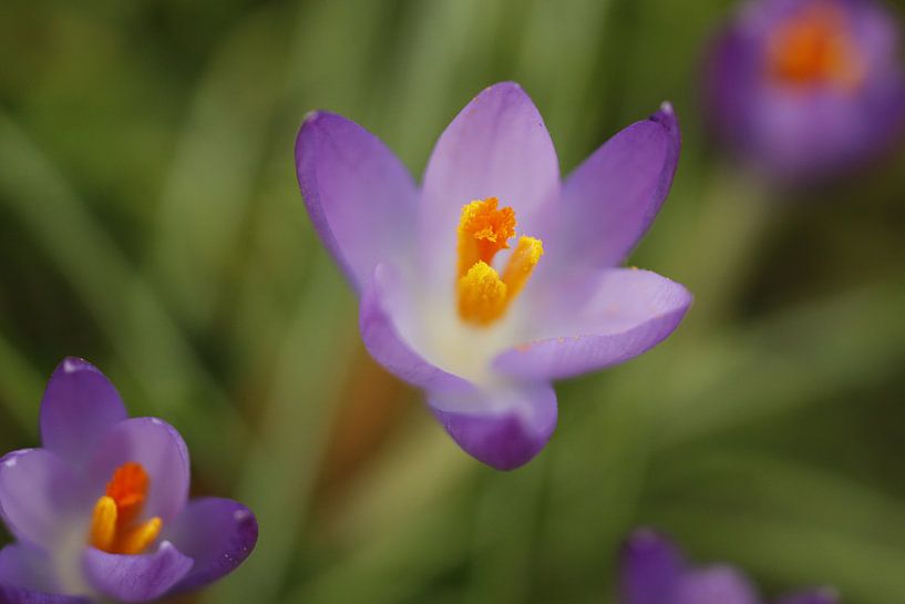 lilac Crocus by Cora Unk