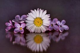 Wunderschönes Stillleben mit Gänseblümchen und Fliederblüten von Angelika Beuck