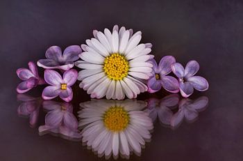 Beautiful still life with daisies and lilac blossoms