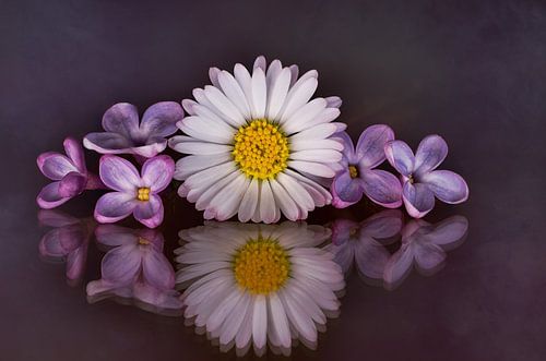 Wunderschönes Stillleben mit Gänseblümchen und Fliederblüten
