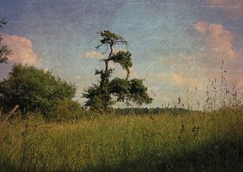 Postkaart uit het verleden