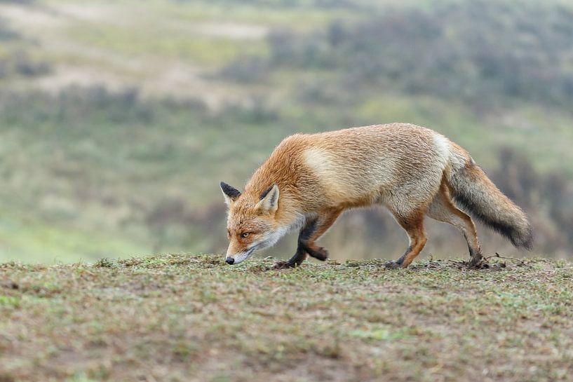 Red fox von Menno Schaefer