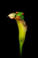 Rote-Augen-Frosch