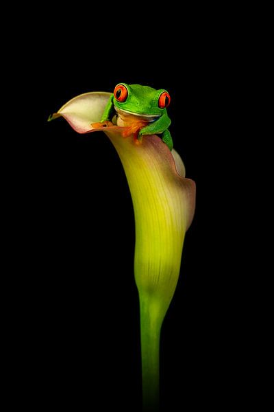 grenouille à yeux rouges par Lia Hulsbeek Brinkman