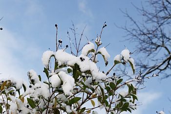 Wild Privet in the Snow