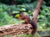 Eichhörnchen isst Nuss auf einem Baumstamm von Karin Schijf Miniaturansicht