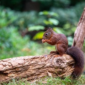Eichhörnchen isst Nuss auf einem Baumstamm von Karin Schijf