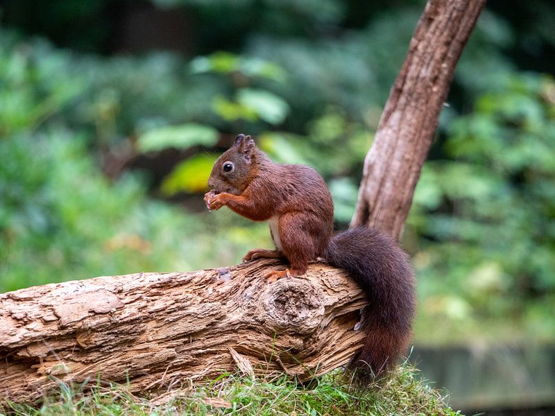 Eichhörnchen isst Nuss auf einem Baumstamm von Karin Schijf