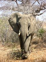 African Elephant