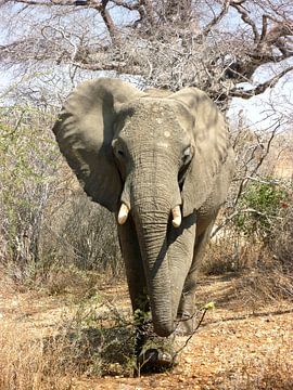 Éléphant d'Afrique dans la savane sur Zoe Vondenhoff