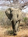 Afrikaanse Olifant op de Savanne van Zoe Vondenhoff thumbnail