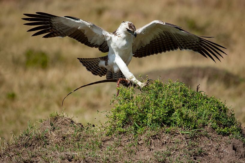 Marchalleagle a. de jacht van Peter Michel