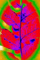 Labeled leaf