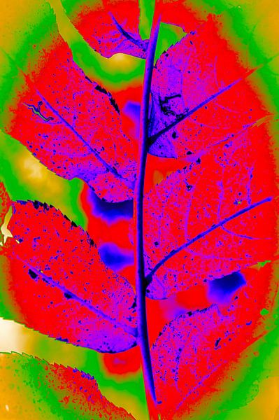 Labeled leaf by George Brady