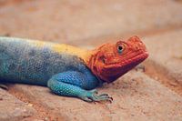 Kleurige Agaam