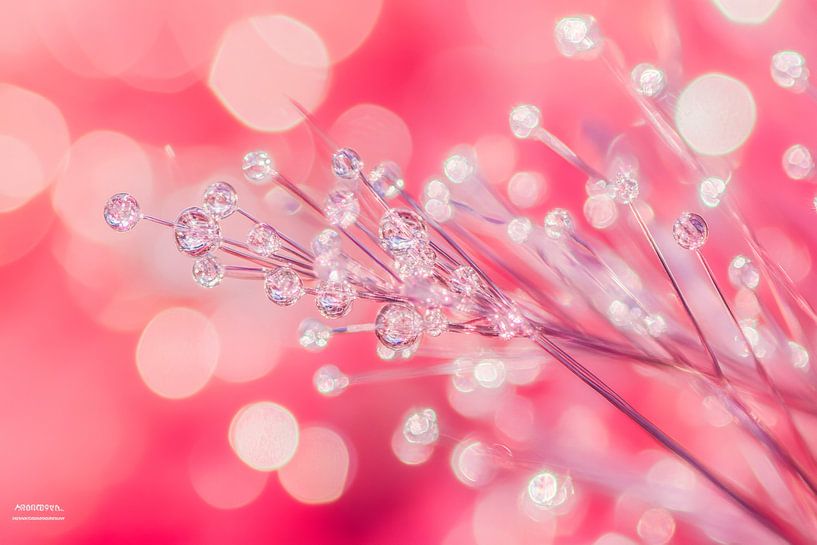 Delicate flowers in pink bokeh light by Poster Art Shop