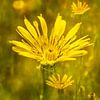 Gelber Morgenstern. Wiesenblume von Alie Ekkelenkamp