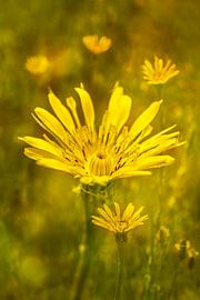 Yellow Morning Star. Meadowflower by Alie Ekkelenkamp