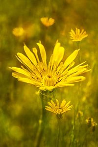 Gelber Morgenstern. Wiesenblume von Alie Ekkelenkamp