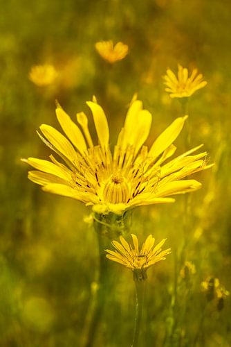 Gele Morgenster. Weidebloem van Alie Ekkelenkamp