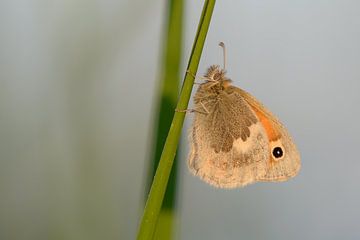 Hooibeestje in Avondlicht van Jan Jongejan