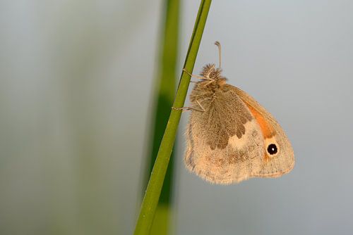 Hooibeestje in Avondlicht
