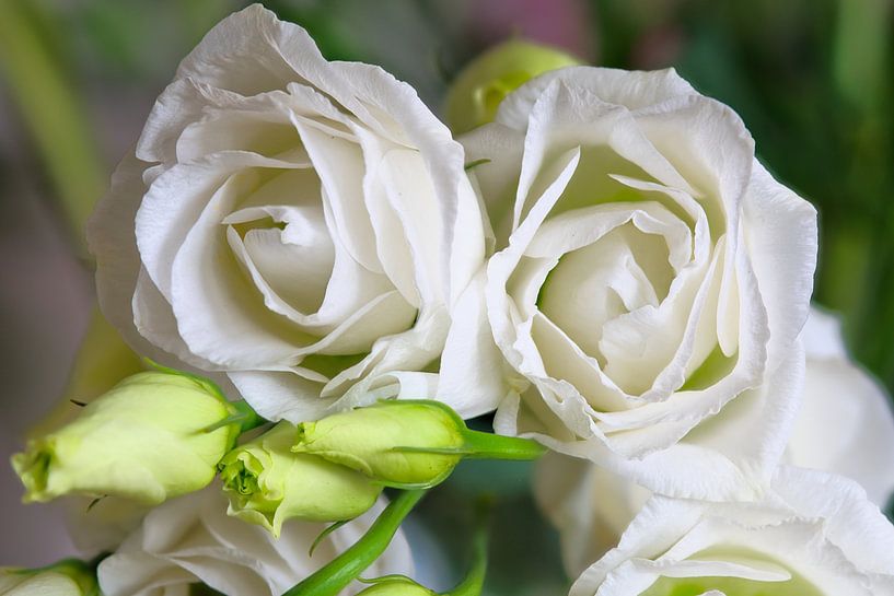 Fleurs de lisianthus blanc en gros plan par Jolanda de Jong-Jansen