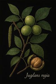 Walnut - Silence of the woods