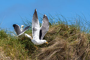 Lesser Black-Backed Gull Taking Off From Dune Grass